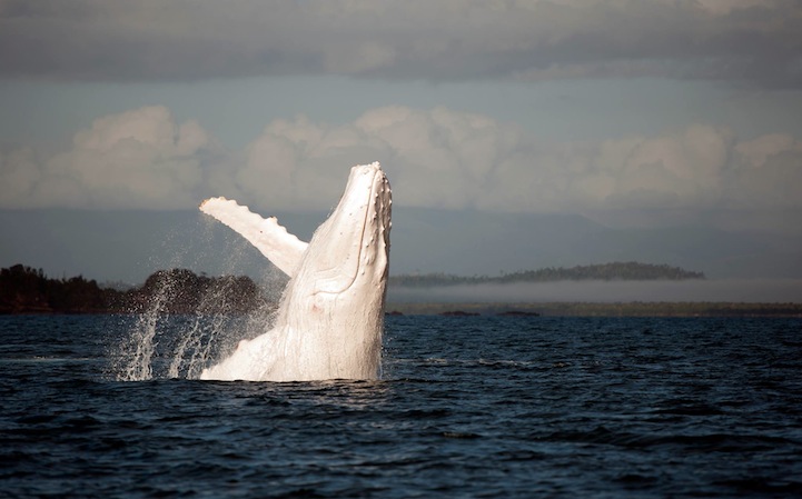 Migaloo la ballena albina con joroba