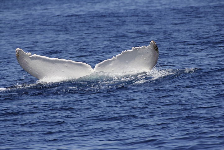 Migaloo la ballena albina con joroba 10