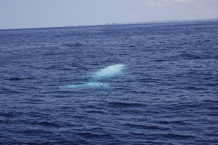 Migaloo la ballena albina con joroba 11