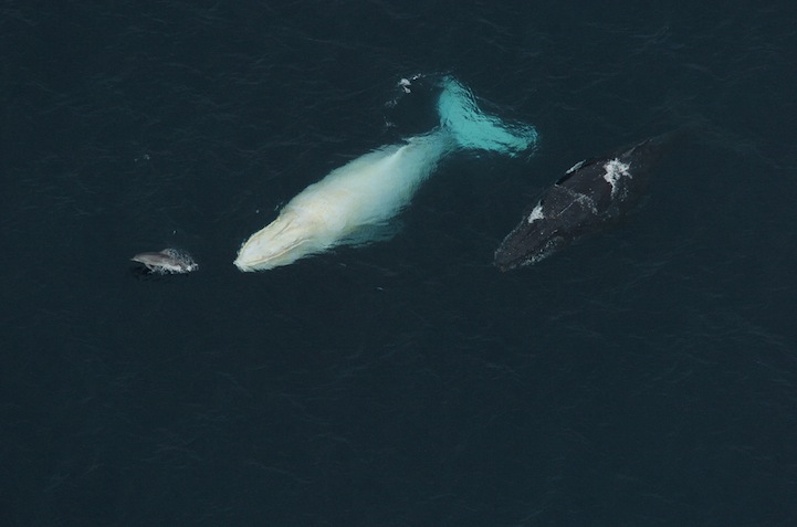 Migaloo la ballena albina con joroba 2