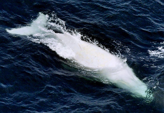 Migaloo la ballena albina con joroba 5