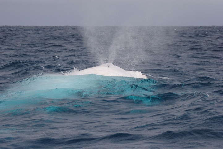 Migaloo la ballena albina con joroba 6