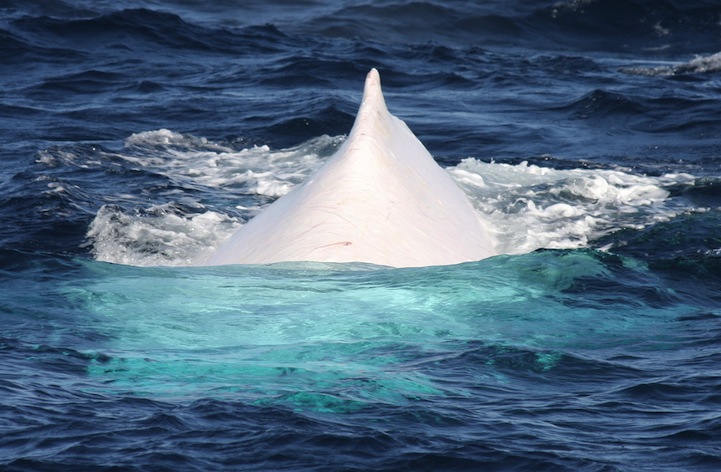 Migaloo la ballena albina con joroba 7
