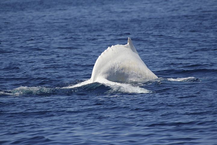 Migaloo la ballena albina con joroba 8