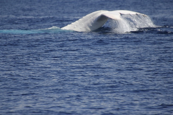 Migaloo la ballena albina con joroba 9