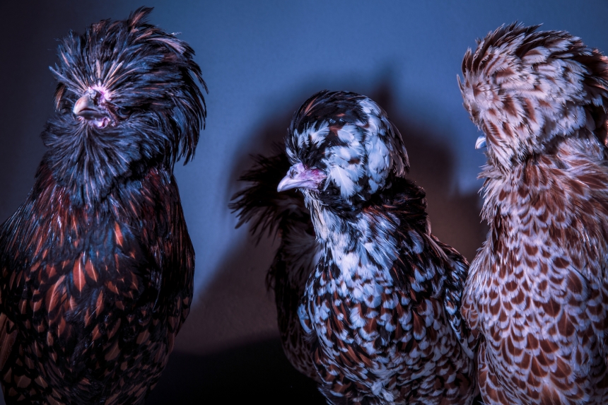 aves culturainquieta10