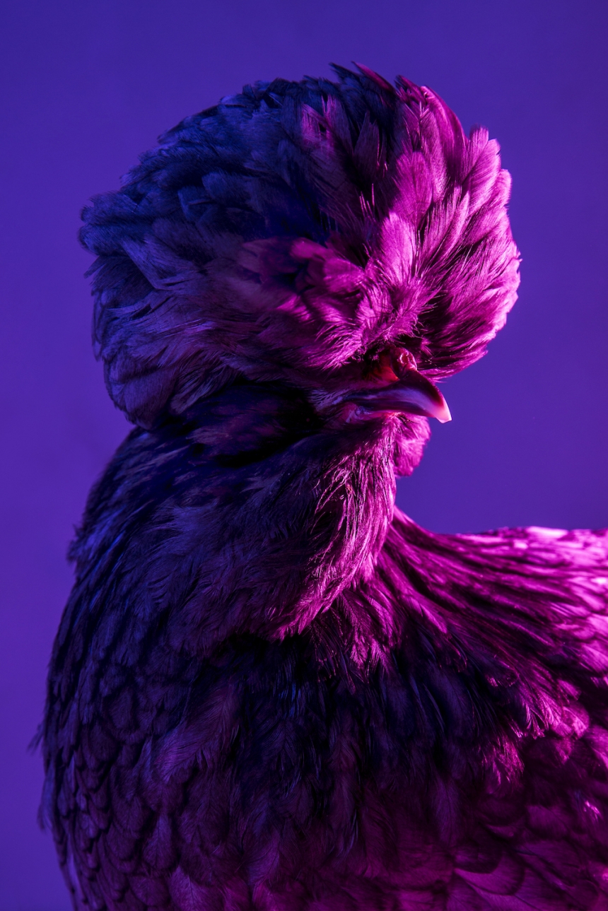 aves culturainquieta11