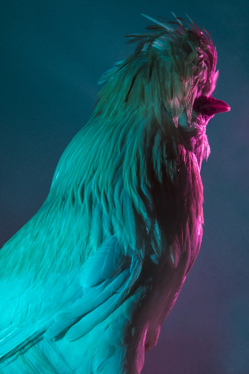 aves culturainquieta12