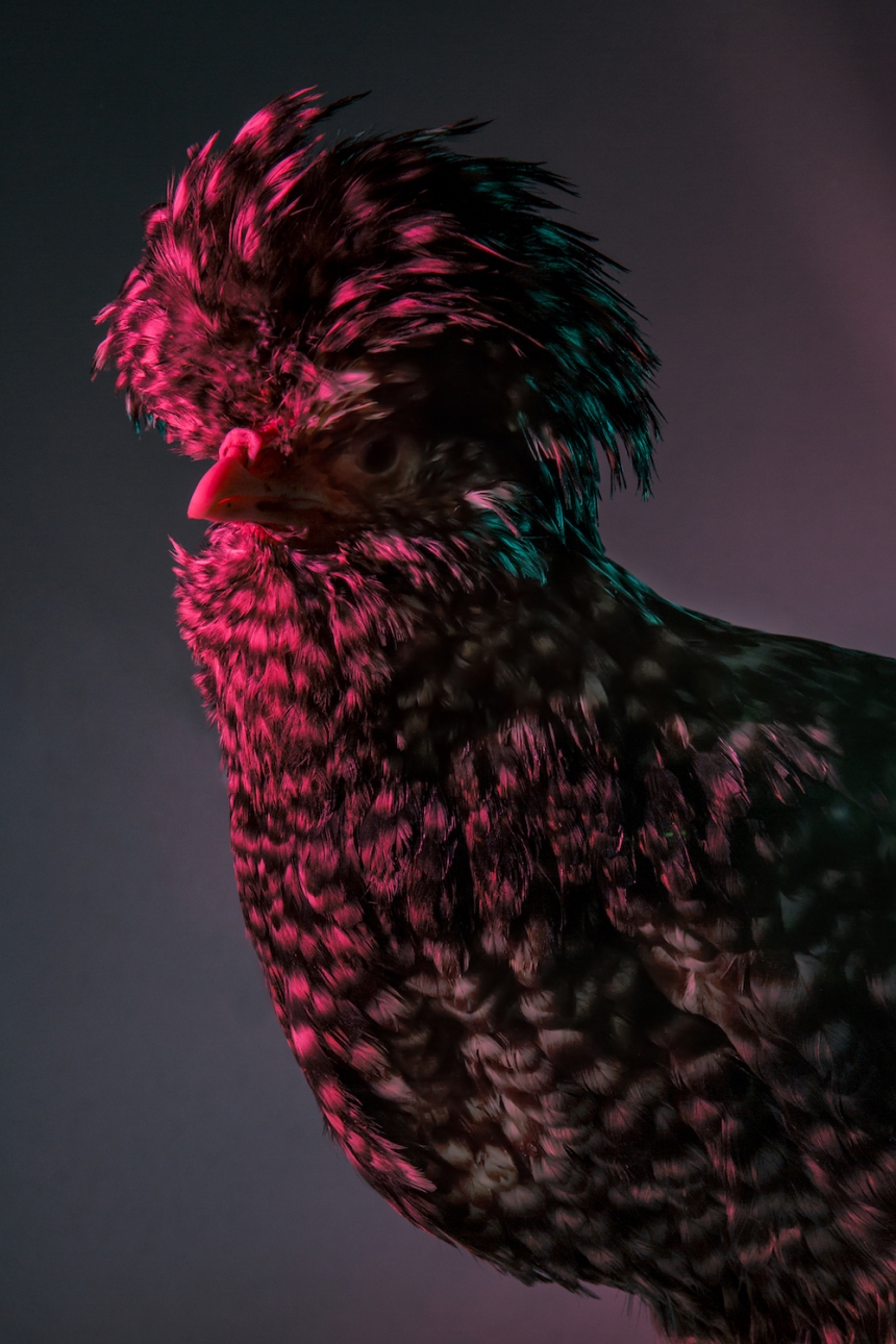 aves culturainquieta14