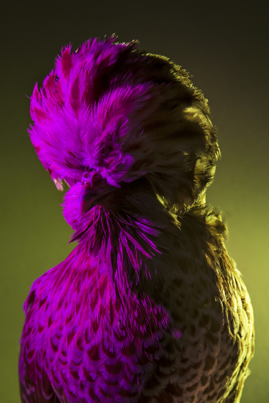 aves culturainquieta15