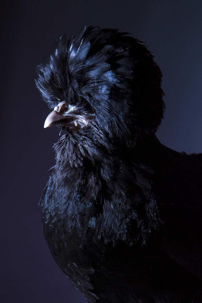aves culturainquieta16