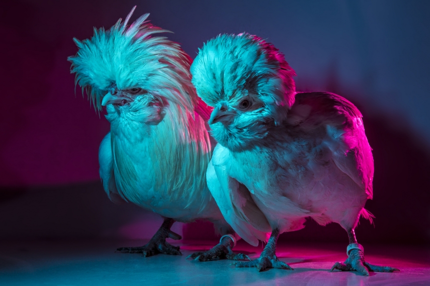 aves culturainquieta17