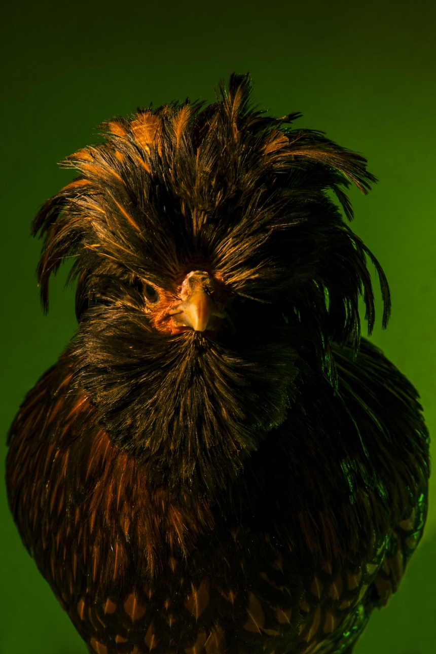aves culturainquieta18