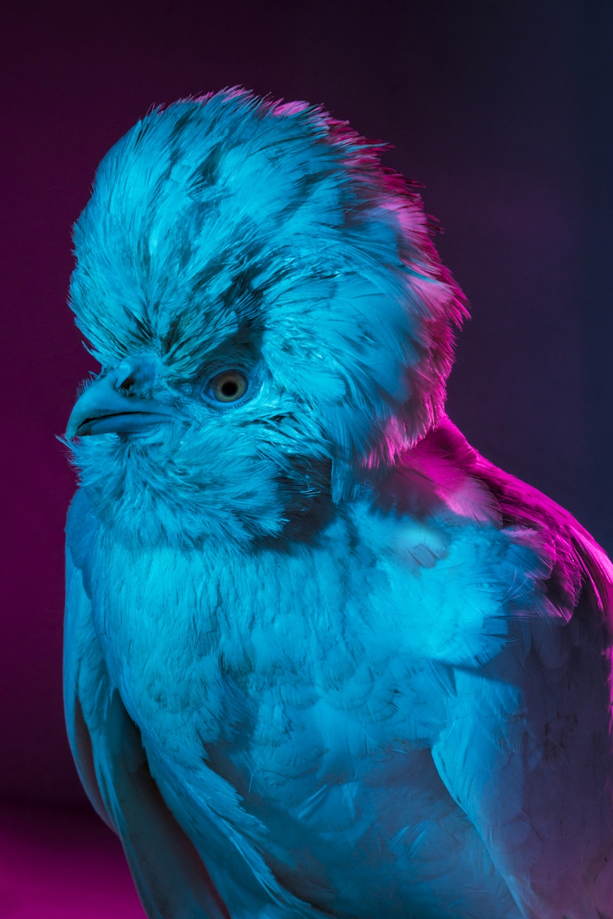 aves culturainquieta19