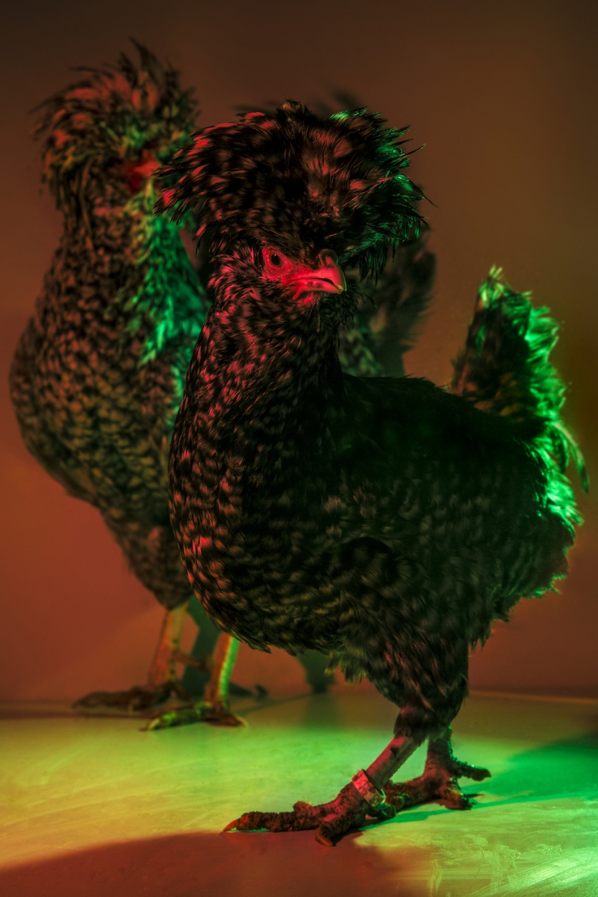 aves culturainquieta2