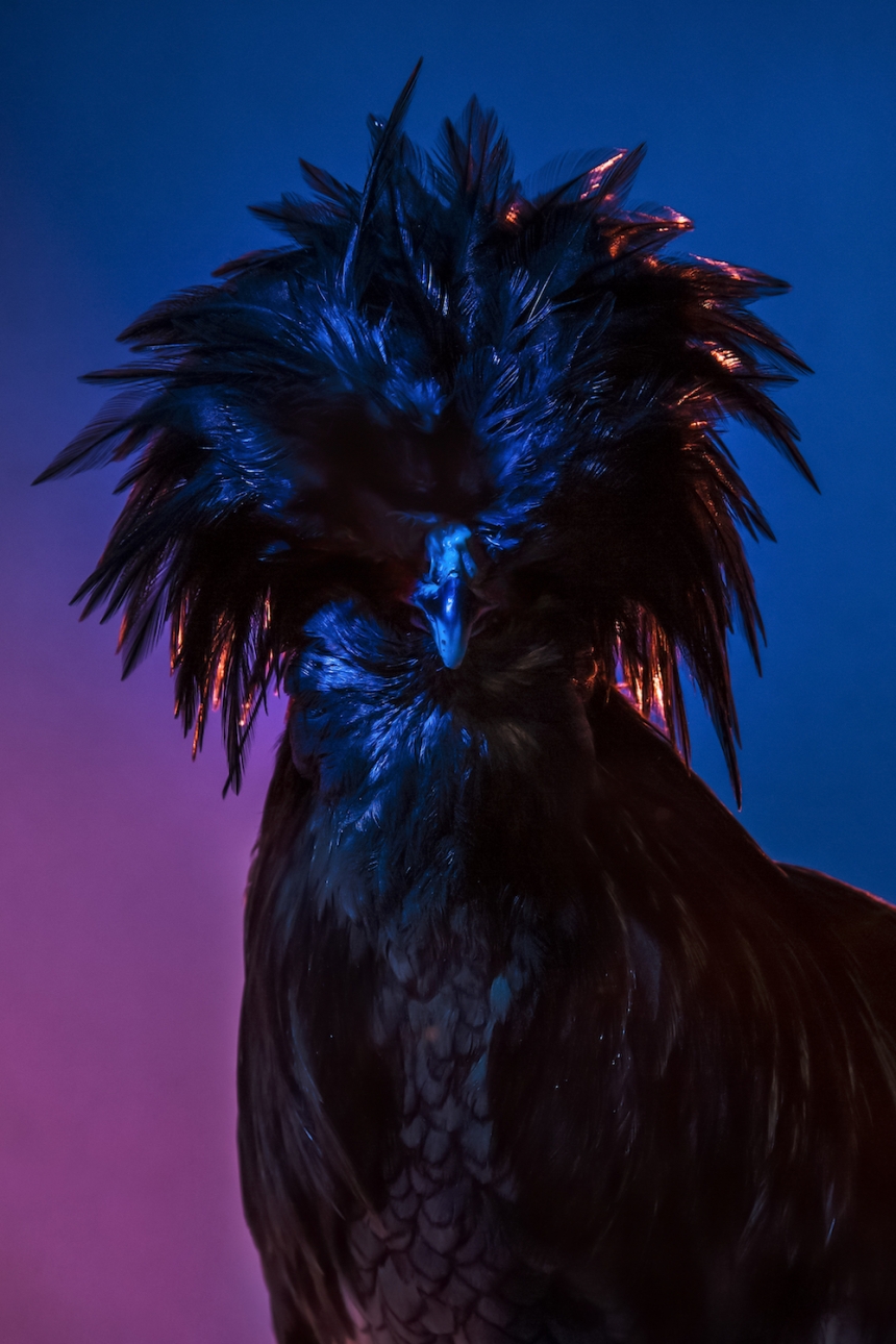 aves culturainquieta20