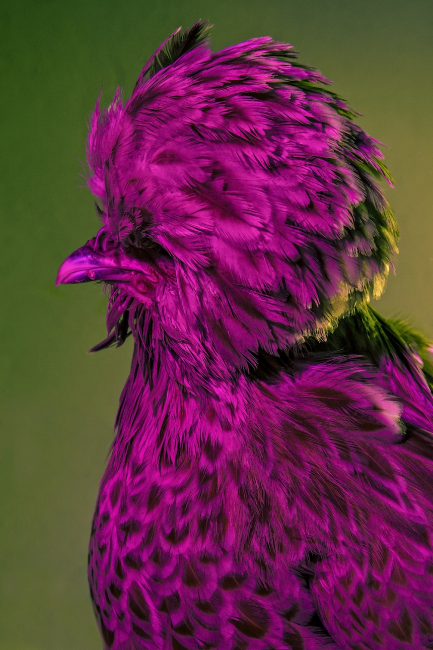 aves culturainquieta3
