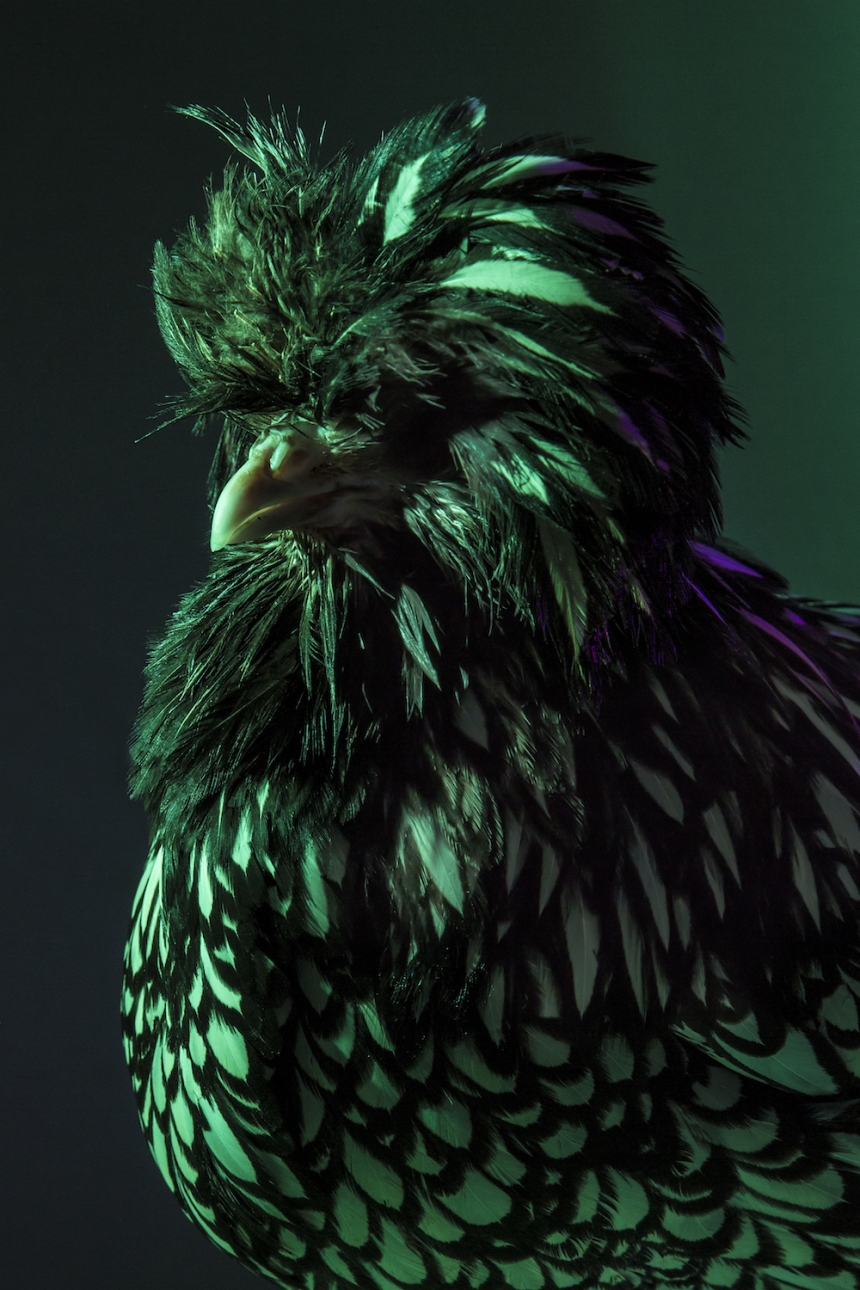 aves culturainquieta5