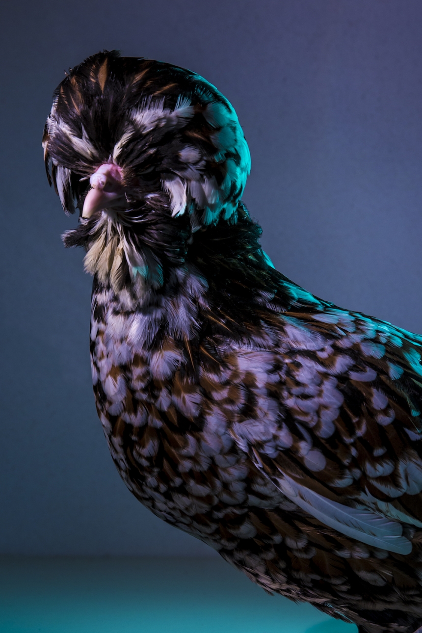 aves culturainquieta6