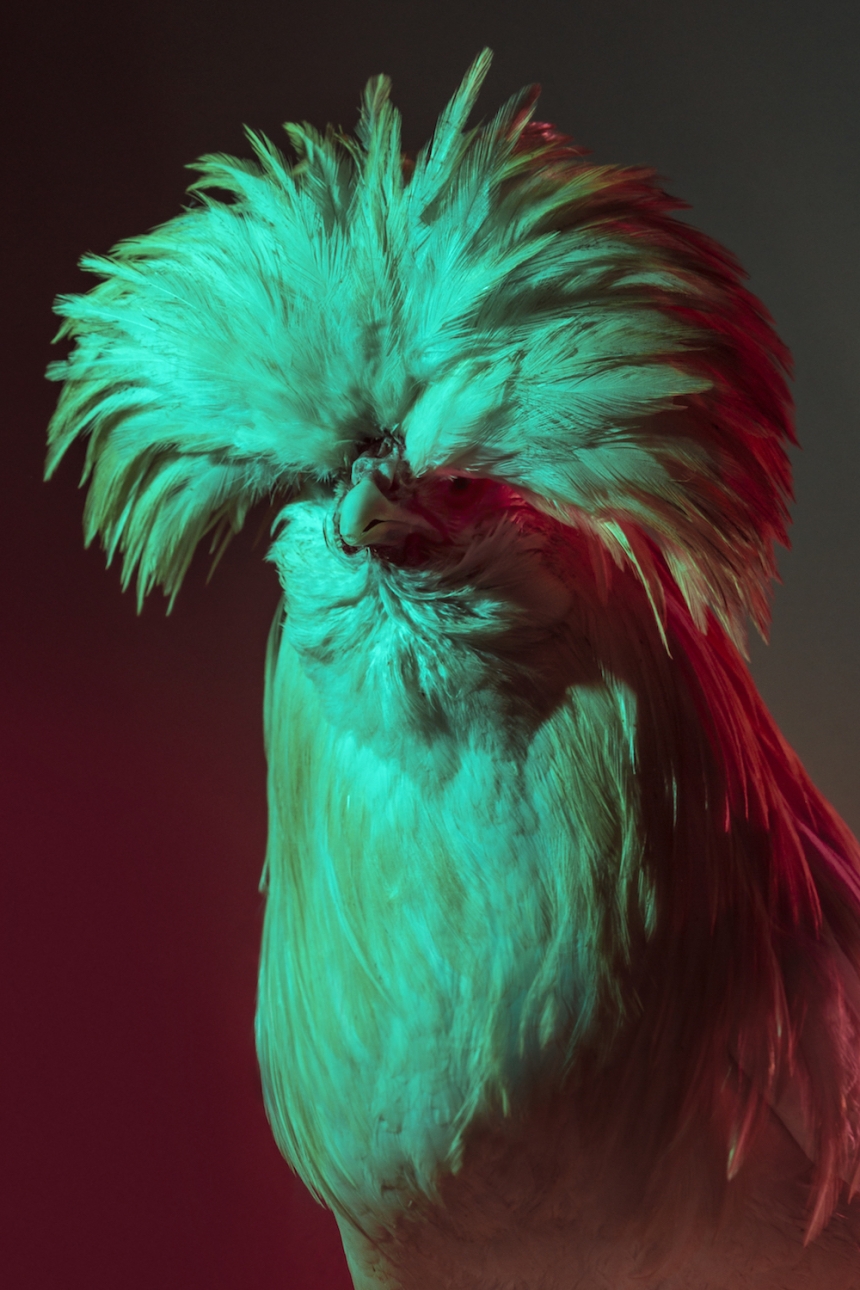 aves culturainquieta7