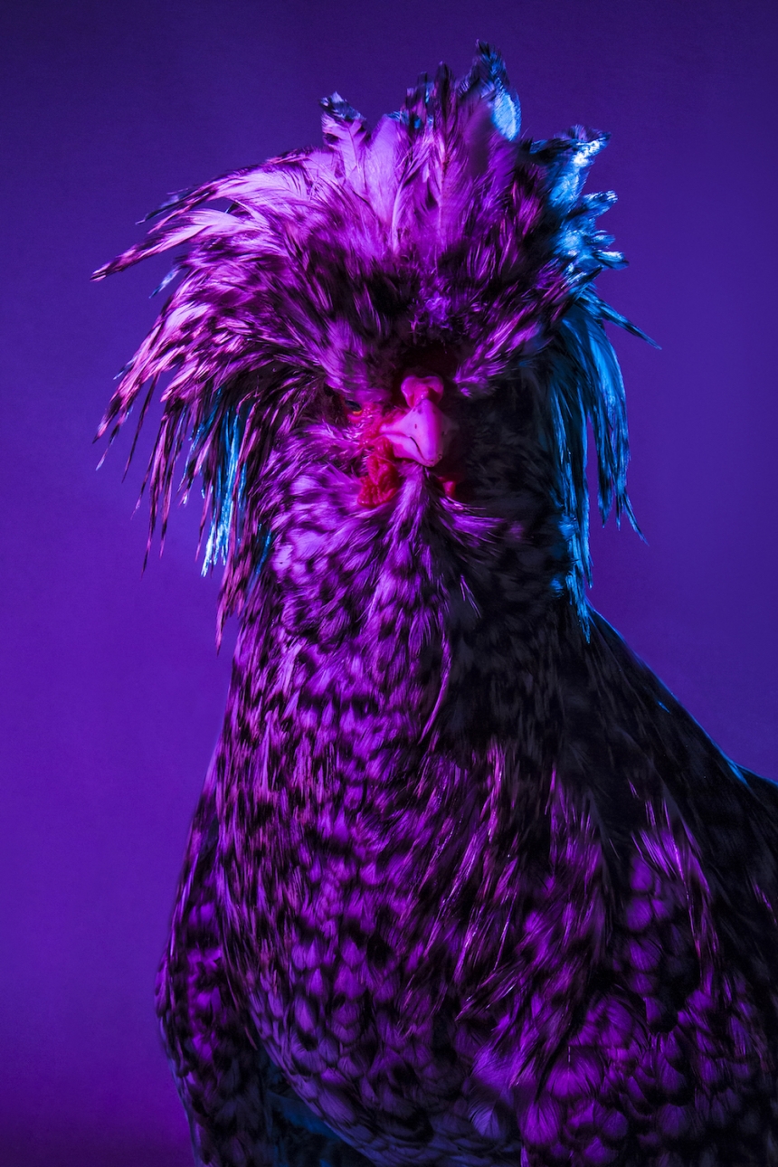 aves culturainquieta8