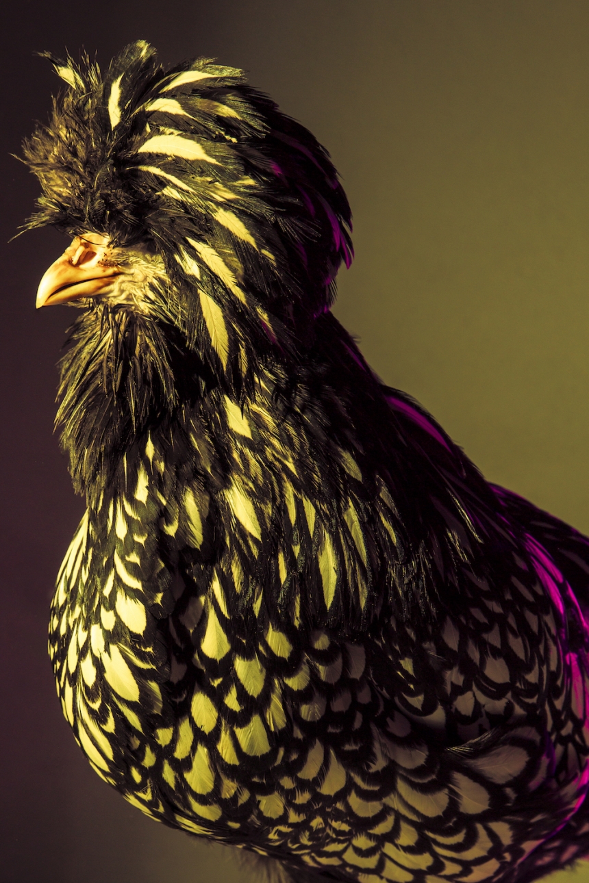 aves culturainquieta9