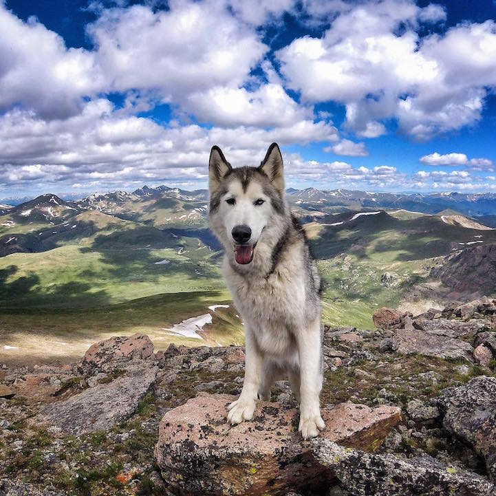 wolf culturainquieta5