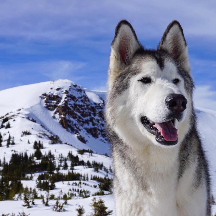 wolf culturainquieta7