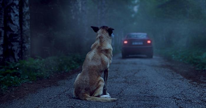 abandonoanimales culturainquieta