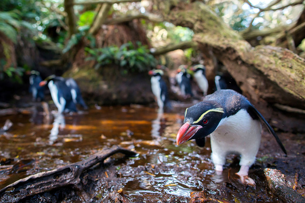 newzeland culturainquieta3