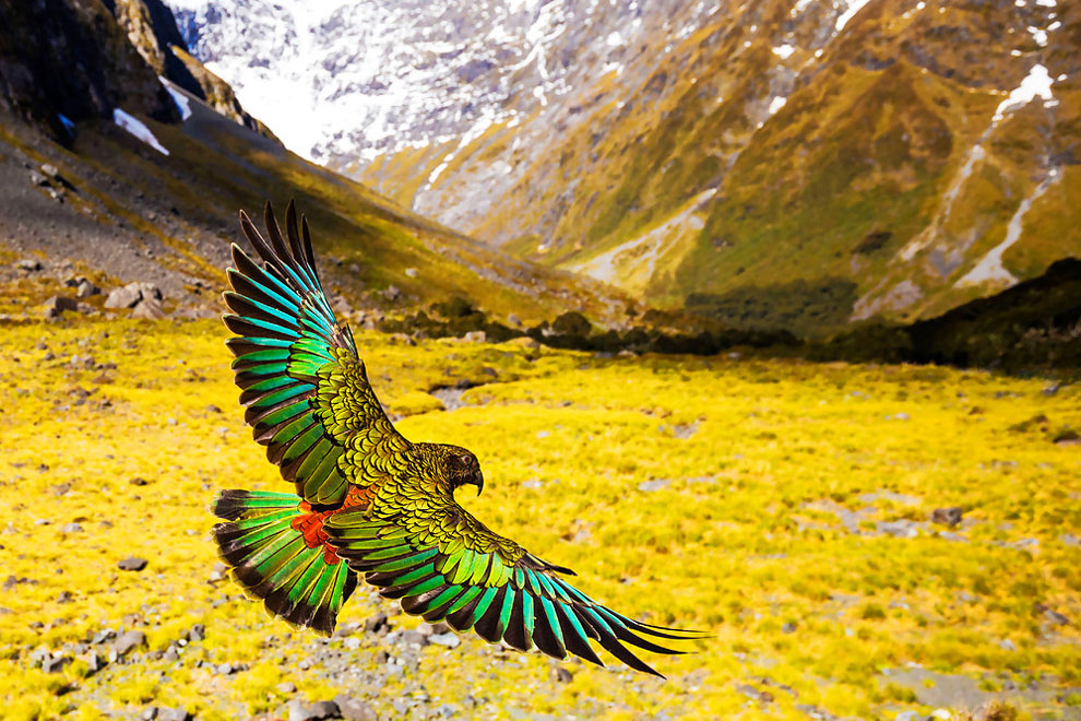 newzeland culturainquieta5