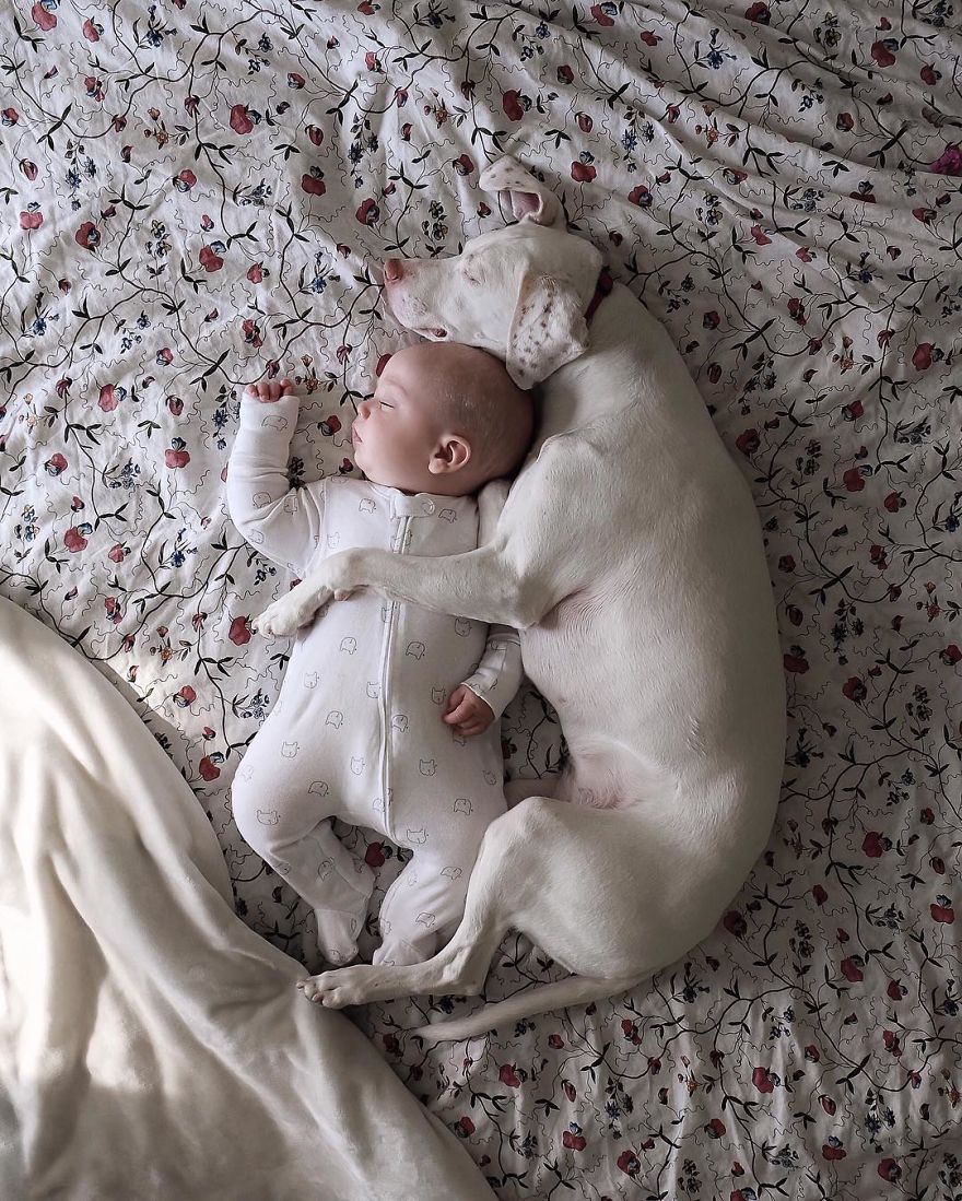 puppy culturainquieta9