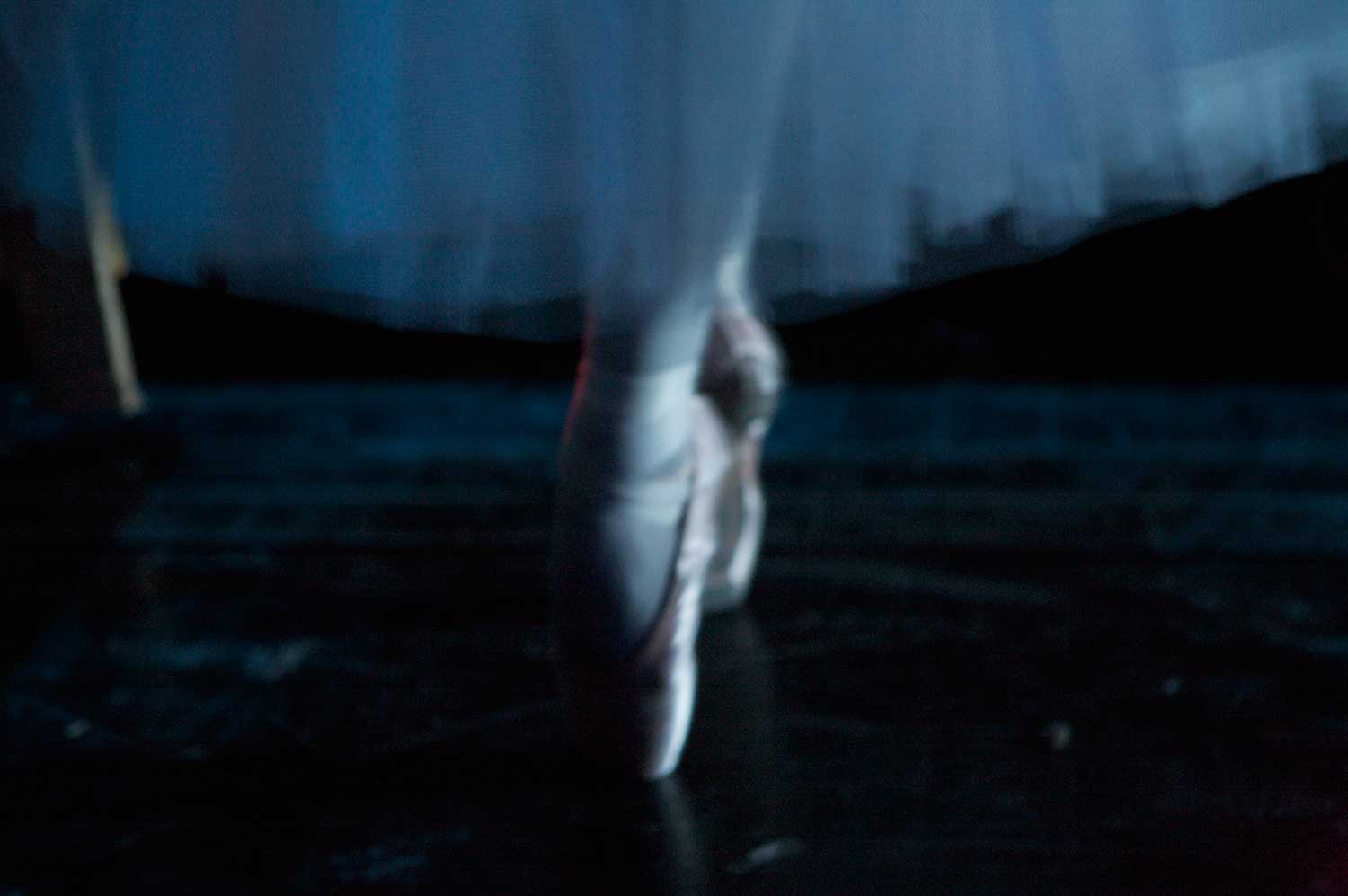 swans culturainquieta11