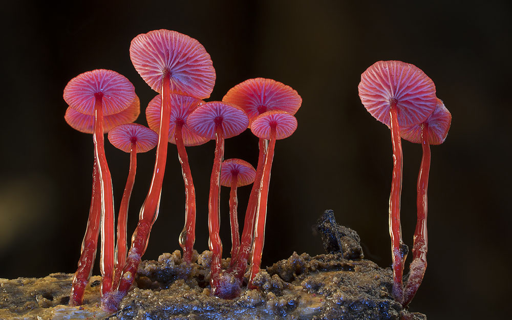 Fotografías Hongos CI14