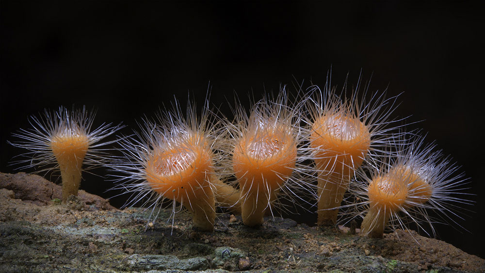 Fotografías Hongos CI17