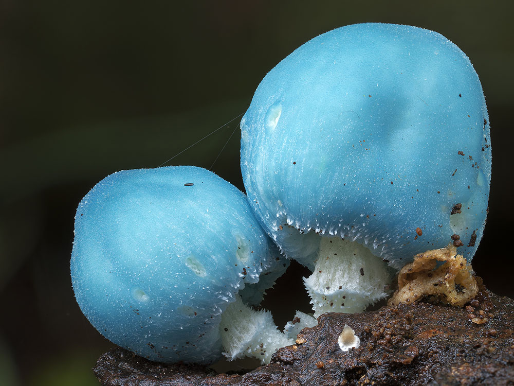 Fotografías Hongos CI9