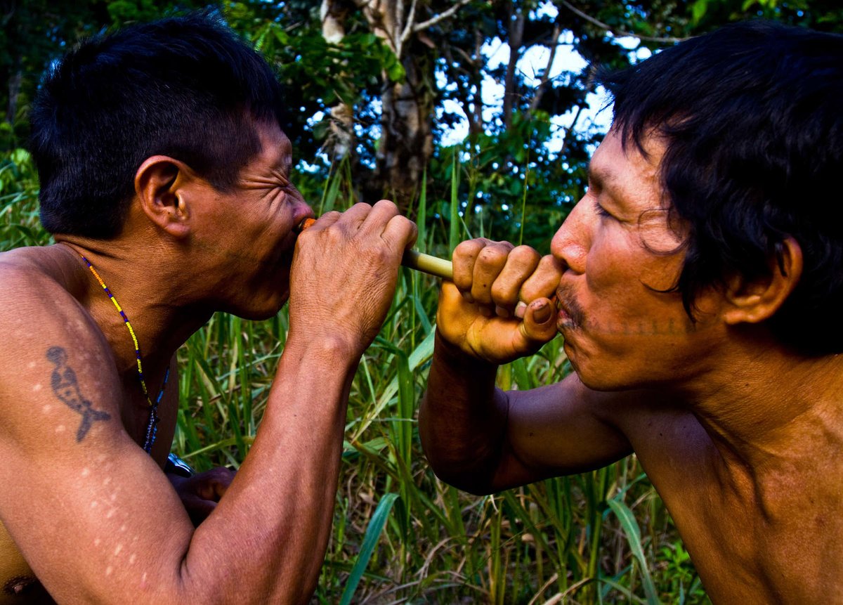 chaman amazonas Acate 2