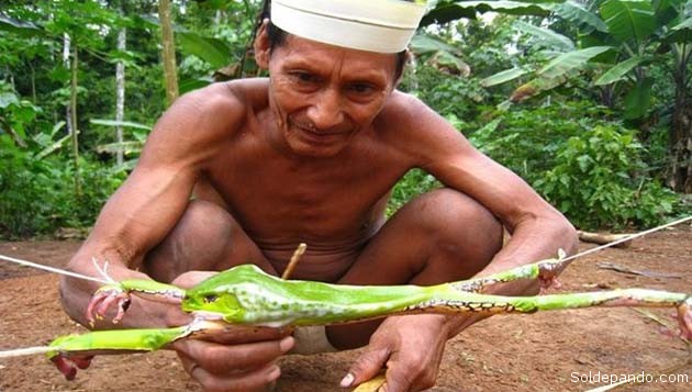 chaman amazonas Acate 3