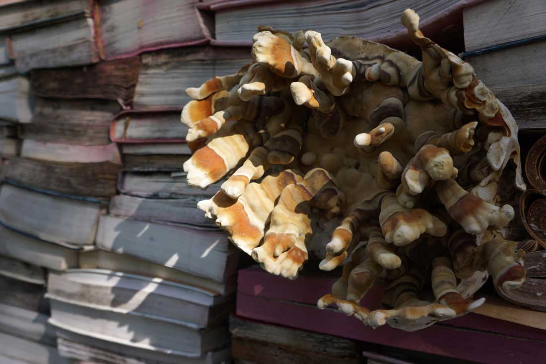 jardin de la connaissance libros viajos 3