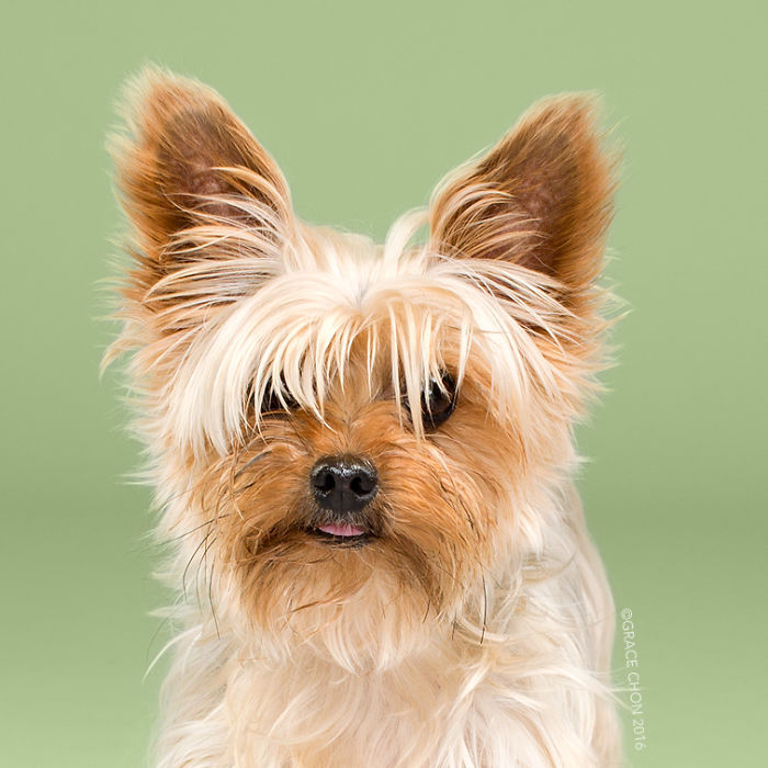 perros corte de pelo 13