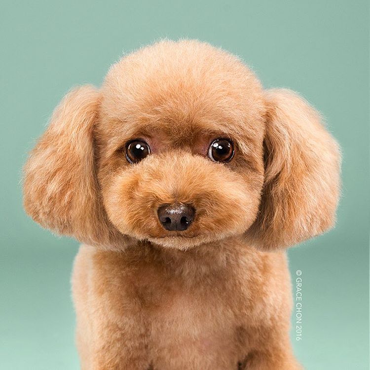 perros corte de pelo 2