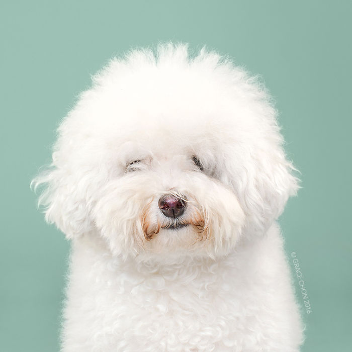 perros corte de pelo 5