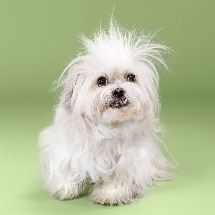perros corte de pelo 9