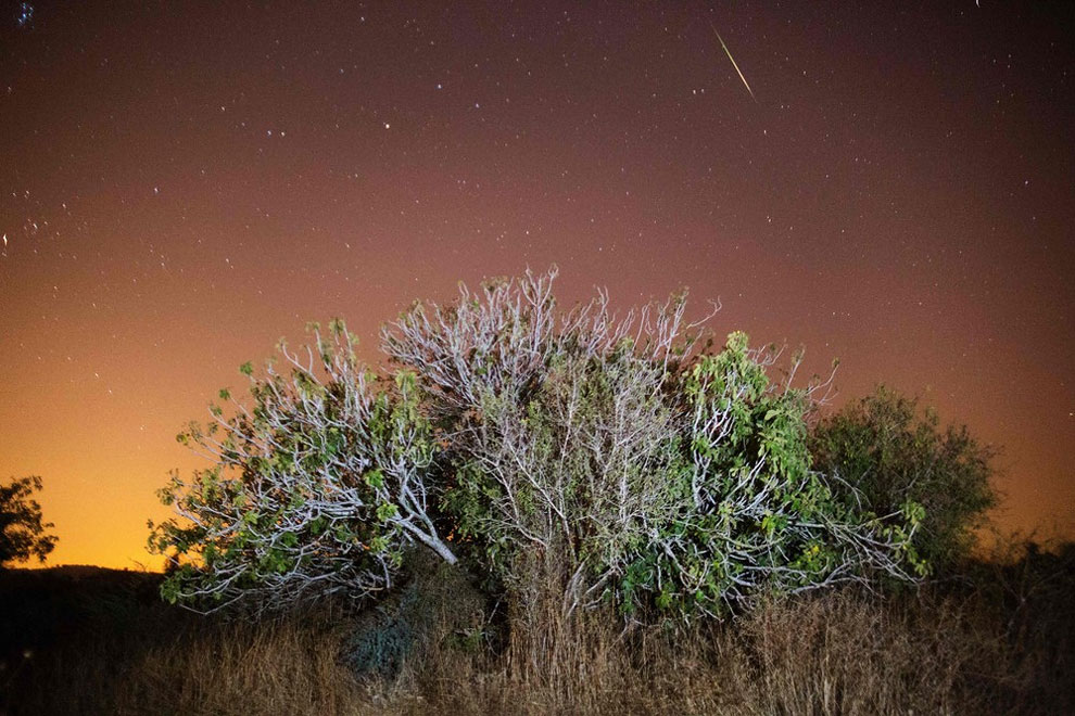 perseid culturainquieta12