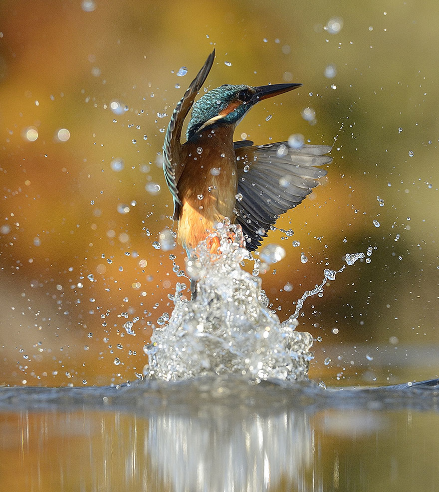 Alan McFadyen Kingfisher martin pescador6