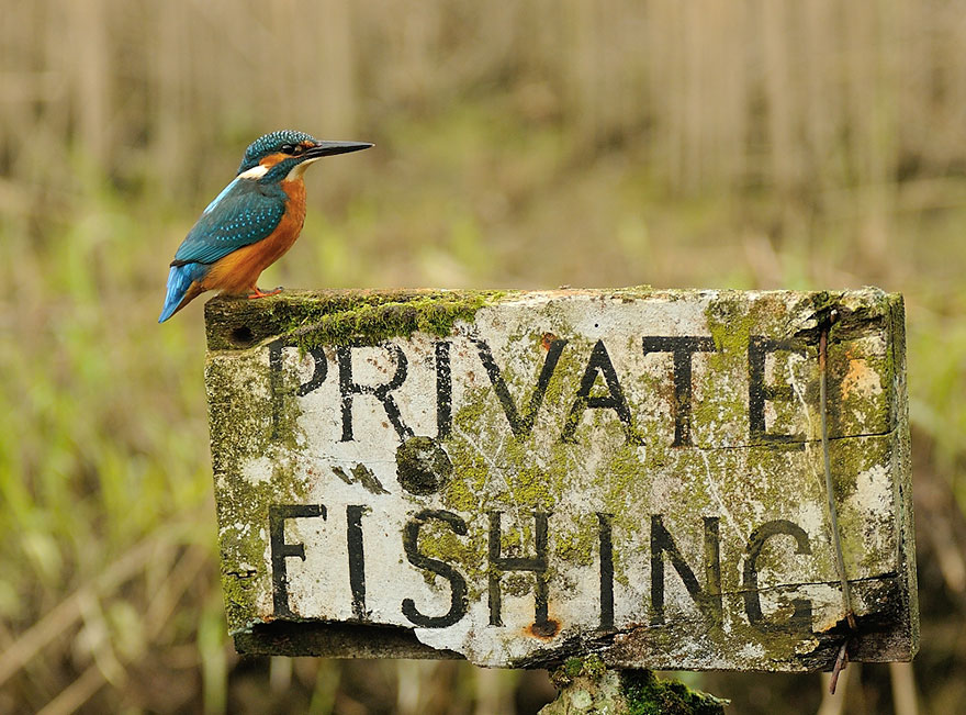 Alan McFadyen Kingfisher martin pescador7