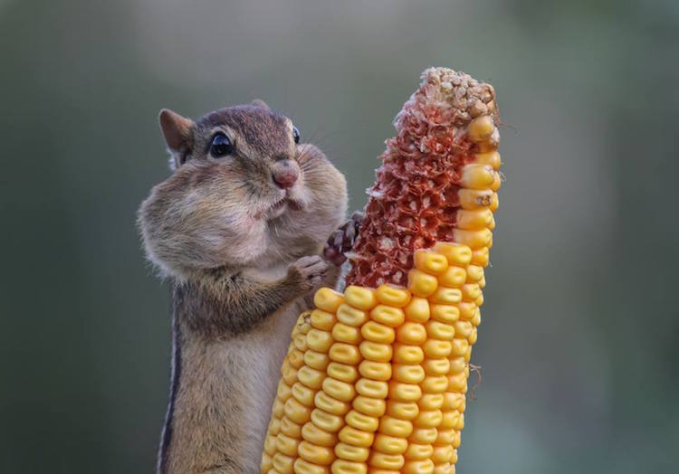 Comedy Wildlife Photography Awards