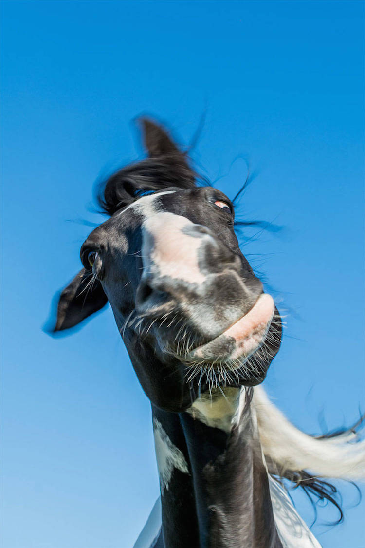 Comedy Wildlife Photography Awards 10