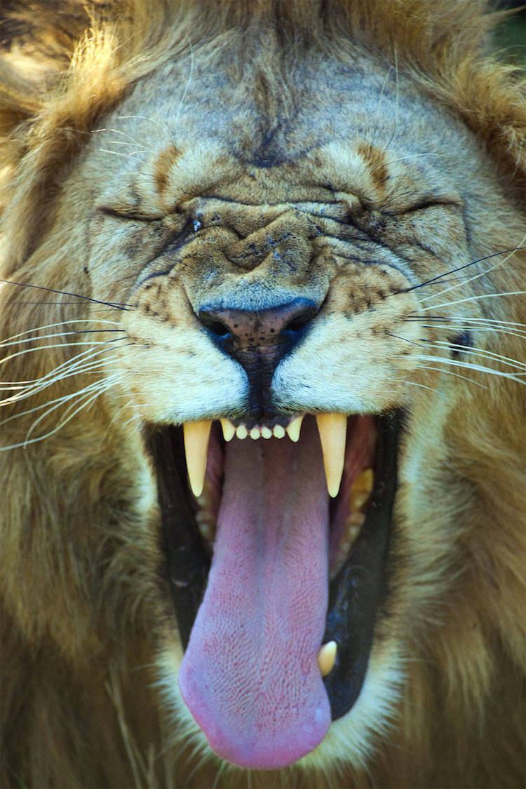 Comedy Wildlife Photography Awards 11