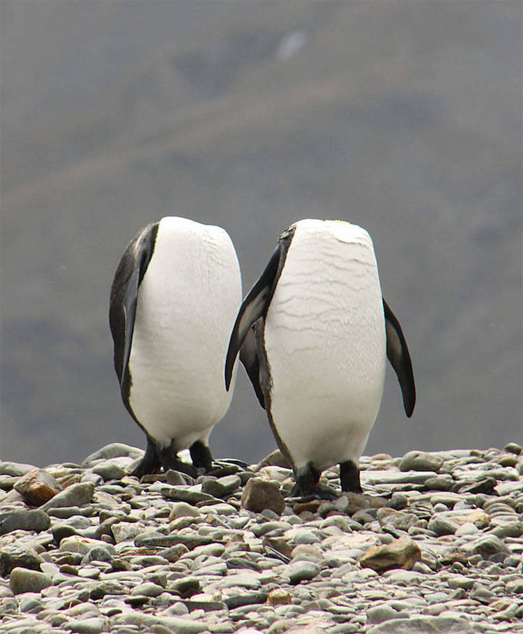 Comedy Wildlife Photography Awards 12